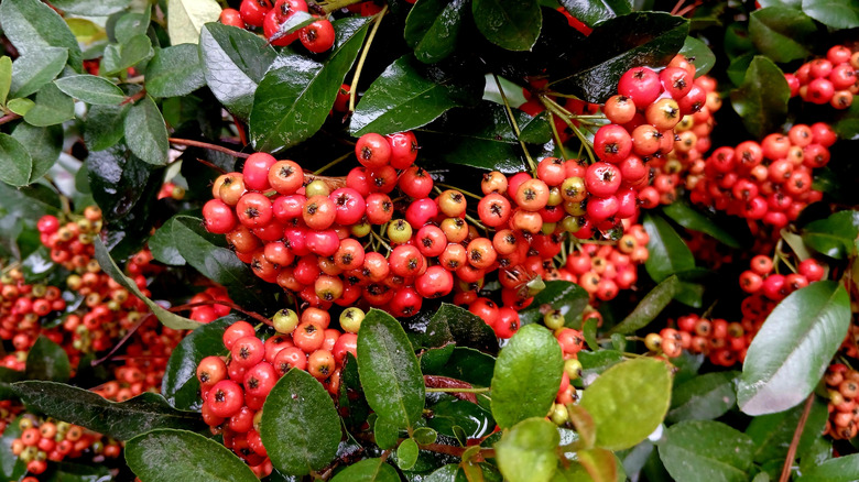 Red berries of firethorn nestled among green leaves