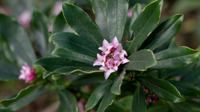 Small pale pink flowers of fragrant daphne