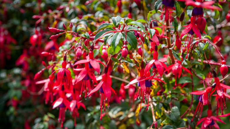 Pink-red fuchsia blooming in garden