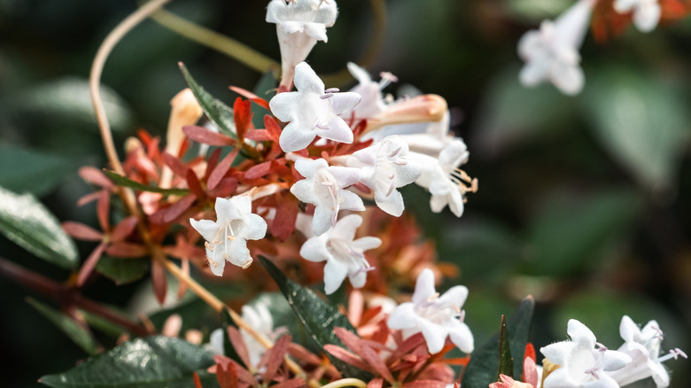 White glossy abelia flowers in bloom on a tree