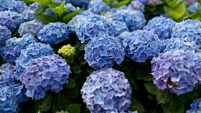 Blue hydrangea flowers growing in clusters
