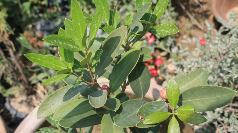 Green leaves of the inkberry plant