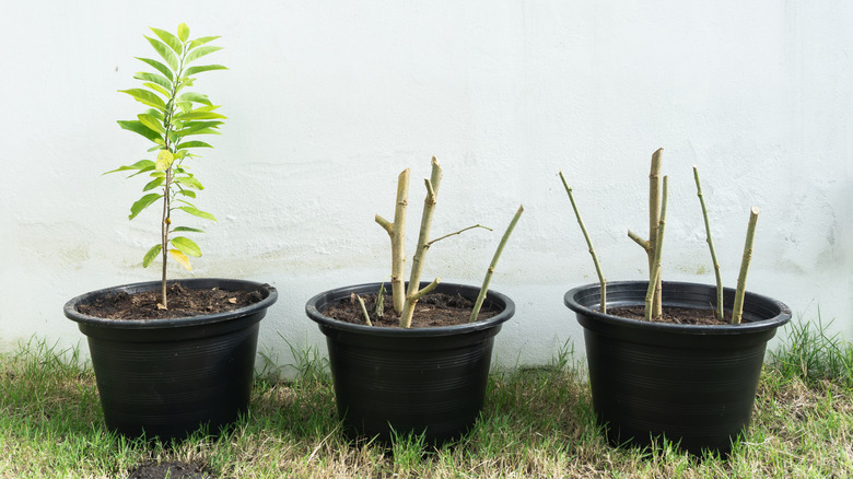 Plant cuttings planted in black pot