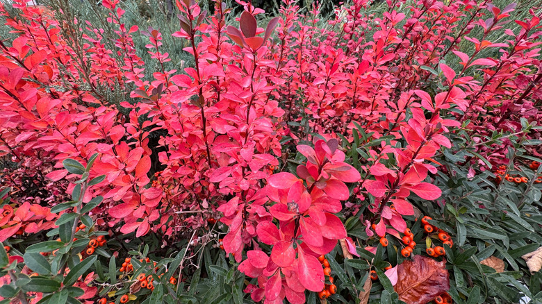 Red leaves of Japanese barberry planted in garden
