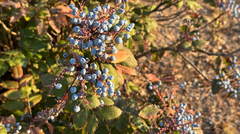 Blue berries of Oregon grape holly