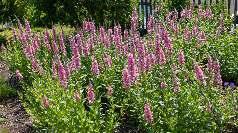 Pink penstemon flowers blooming in garden