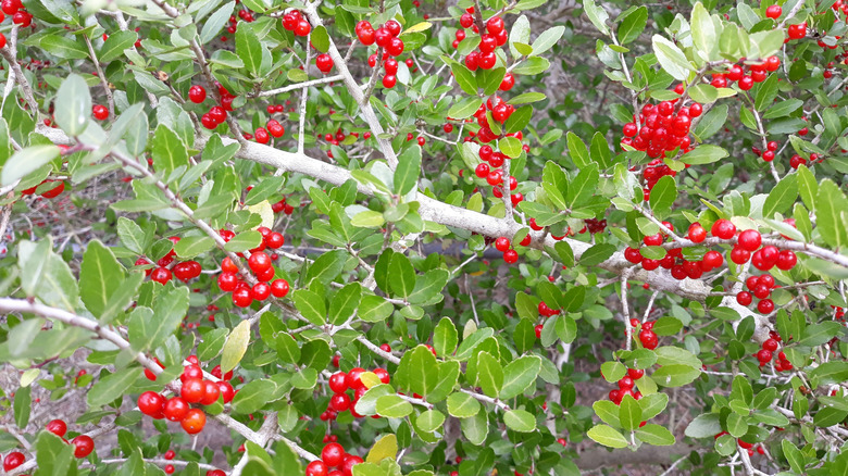 Red berries of yaupon holly