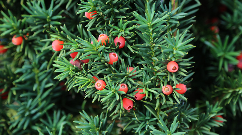 Red ripened fruits on a yew tree