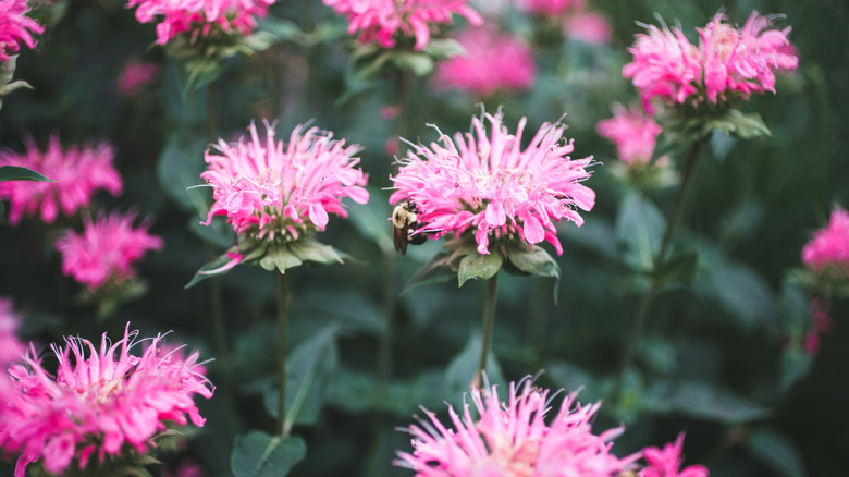 A close-up of a bee landed on a pink bee balm flower