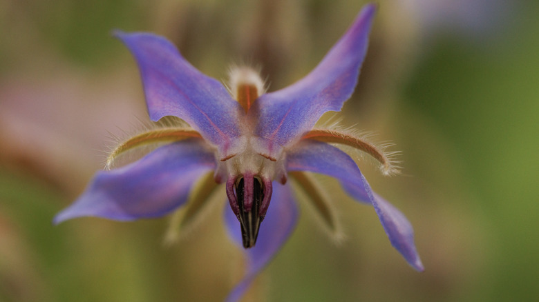 A close-up of a single borage flower