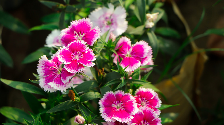 A close-up of dianthus flowers