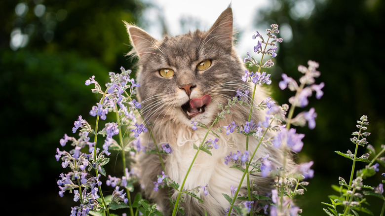 A close-up of catnip flowers in full blossom