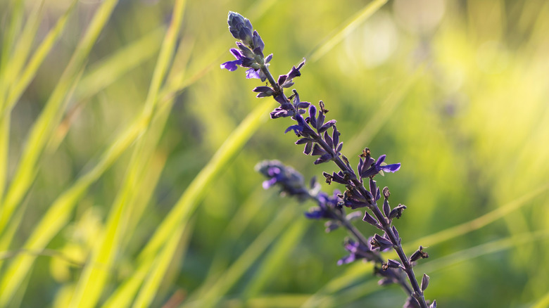 A close-up of a single lavender spike covered in blooms