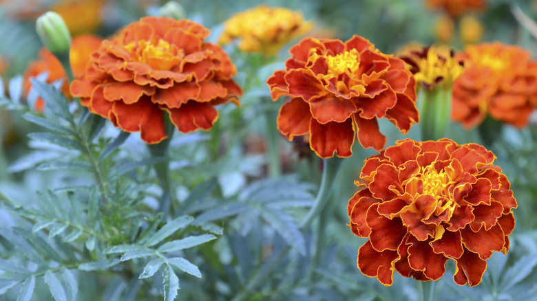 A close-up of french marigolds in a garden