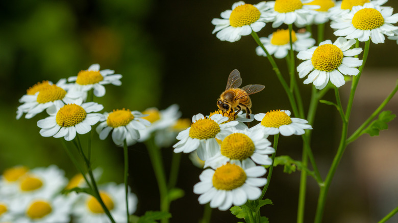 A close-up of a bee landing on a golden feverfew