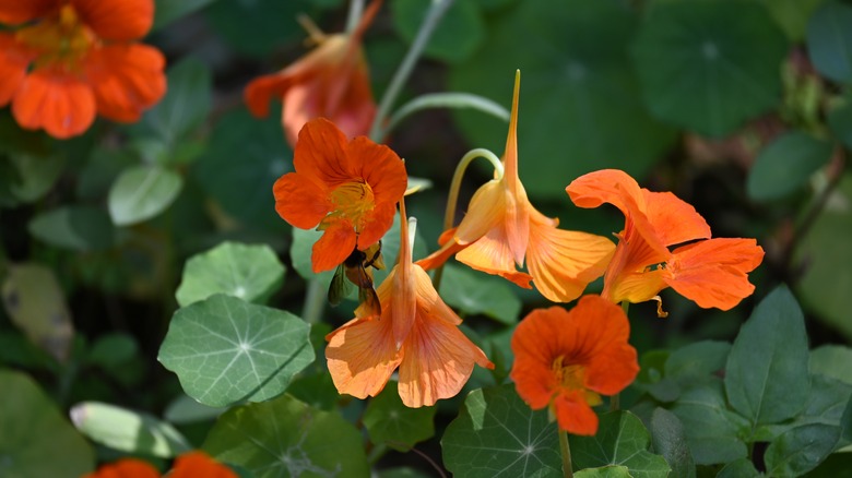 A close-up of nasturtium flowers