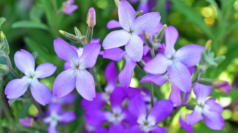 A close-up of night-scented stock flowers