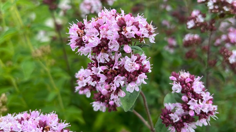 A close-up of origanum vulgare flowering