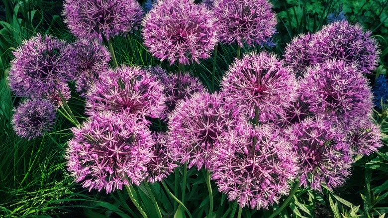 A close-up of a bunch of ornamental onion flowers