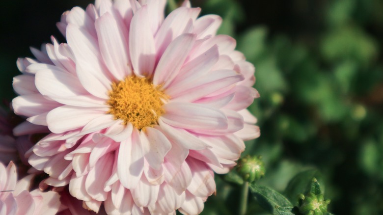 A close-up of a painted daisy
