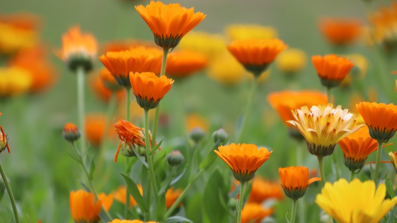 A close-up of calendula officinalis