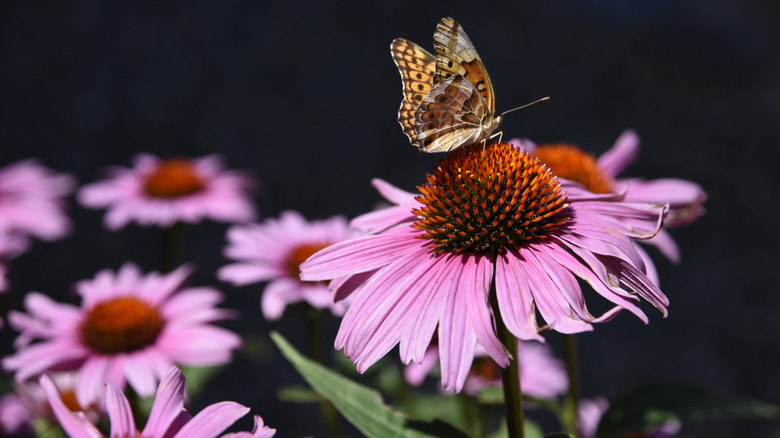 A butterfly pollinating on a coneflower