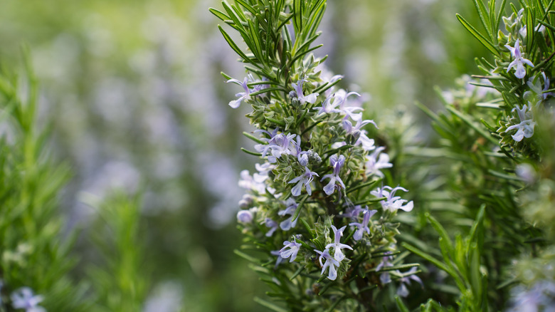 A close-up of rosemary flowers blossoming