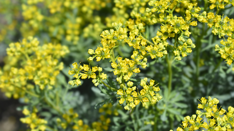 A close-up image of rues flowering