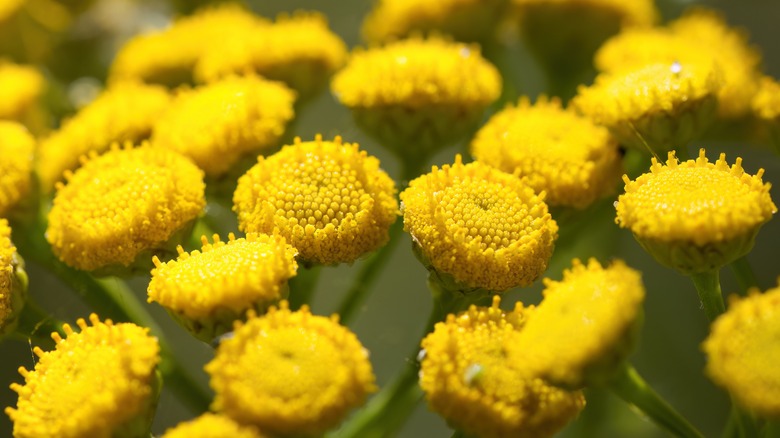 A close-up of tanacetum vulgares