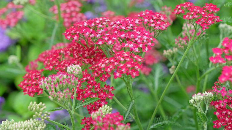 A close-up of a cluster of yarrow flowers