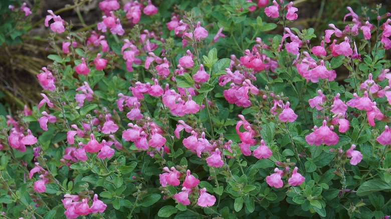 Baby sage with medium pink flowers