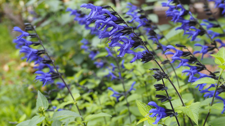 Blue anise sage