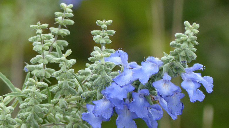 Grayish green unopened buds and pale blue flowers on blue sage plant