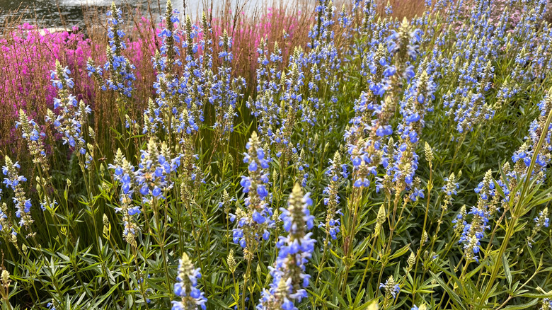 Bog sage growing in a wetland