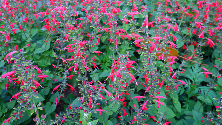 Pinkish red blooms on cedar sage plants