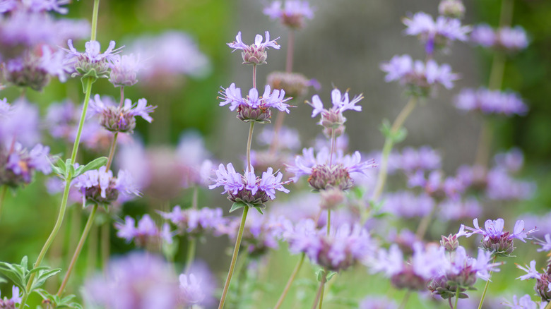 Lavender colored flowers of Cleveland sage