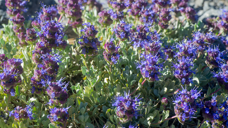 Desert sage covered with blue and purple flowers