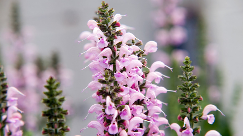 Pale pink flowers on Salvia 'Eveline'