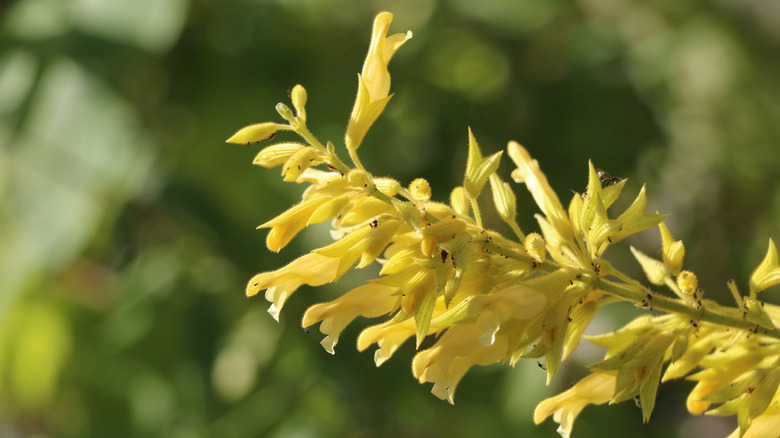 Yellow blooms on forsythia sage