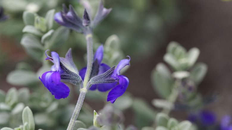 Blue flowers and grayish leaves on germander sage