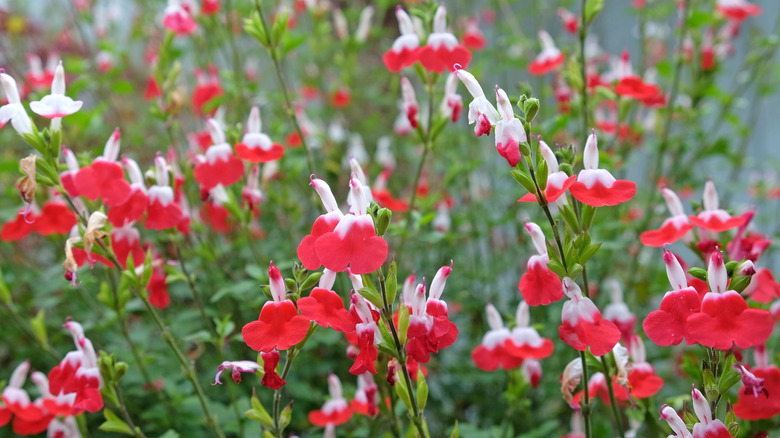 Red and white blooms on 'Hot Lips' salvia
