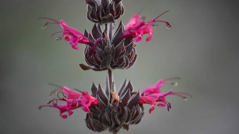 Magenta flowers on hummingbird sage