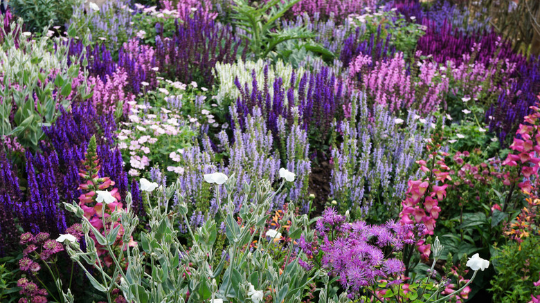 Salvias of different colors growing together