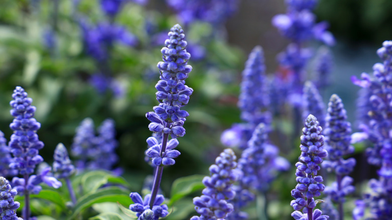 Blue flower spikes on mealycup sage