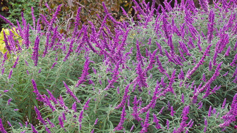 Wavy purple flower spikes on Mexican bush sage