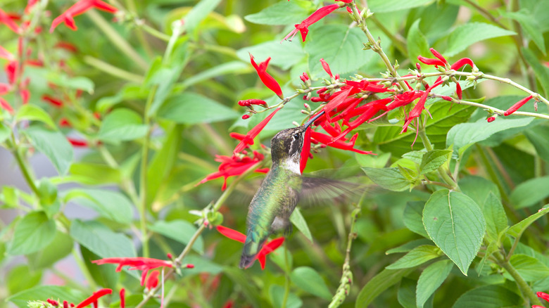 A hummingbird feeds on red pineapple sage flowers