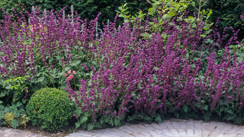 Purple flower spikes on Salvia 'Purple Rain'