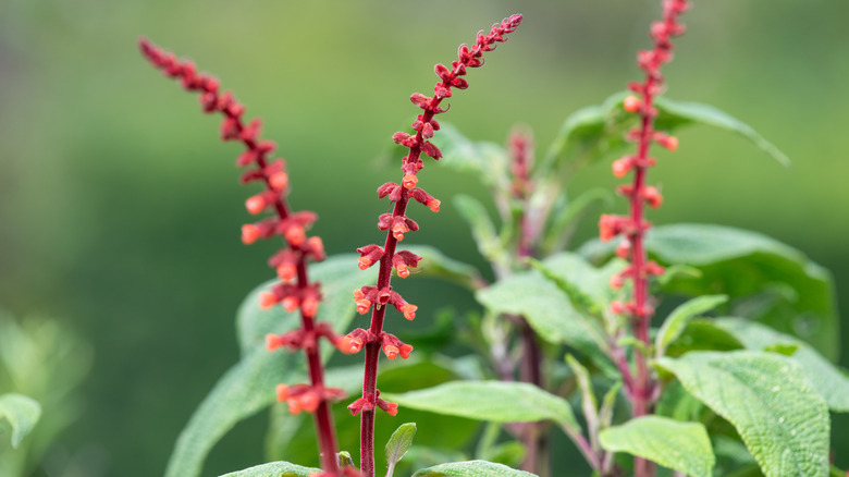 Coral red spikes of red velvet sage blooms