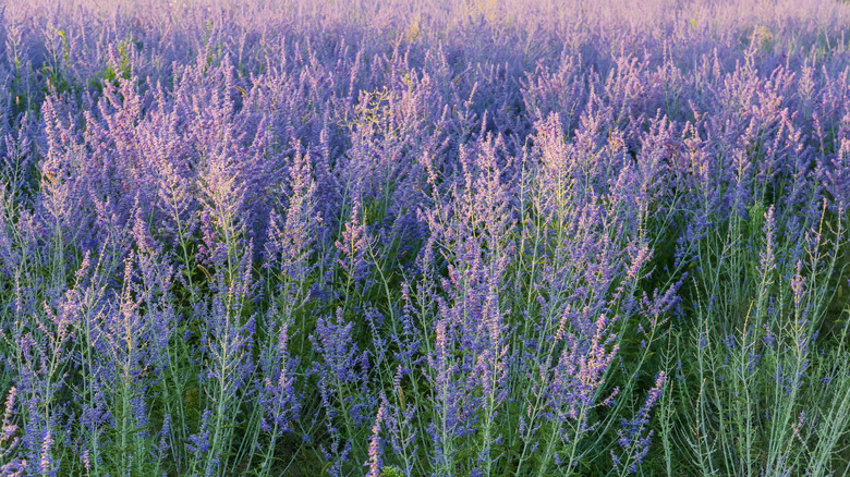 A field of Russian sage plants with lavender blooms