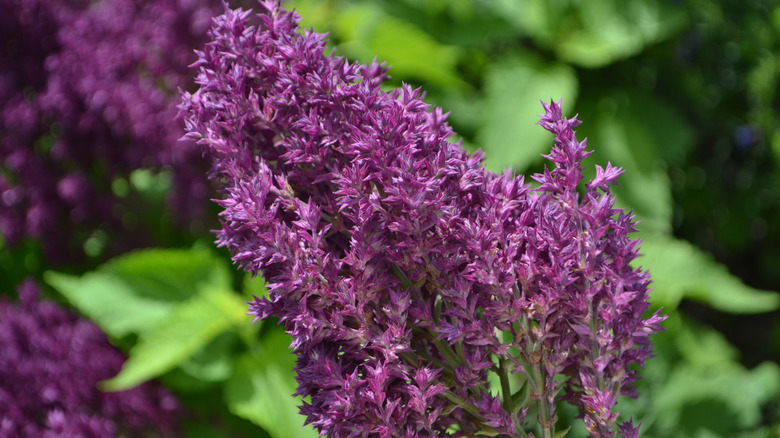 Salvia 'Schwellenburg' flowers